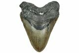 Serrated, Fossil Megalodon Tooth - North Carolina #319915-1